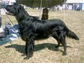 Flat coated retriever