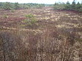 Moorfläche mit Gagelsträuchern (Myrica gale) im Frühjahr