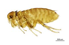 Description de l'image NHMUK010177296 A squirrel flea - Ceratophyllus Monopsyllus sciurorum (Schrank, 1803).jpg.