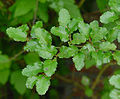 Nothofagus antarctica