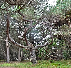 Pinus muricata