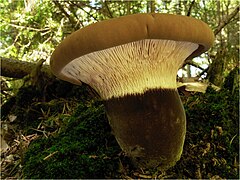 Tapinella atrotomentosa (Tapinellaceae).