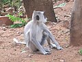 Semnopithecus priam (gray langur) at Sri Venkateswara National Park