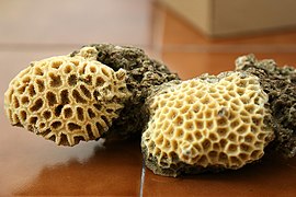 Corals, Tis Beach, Chabahar, Iran