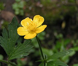 Kúszó boglárka (Ranunculus repens)