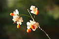 Weiße Früchte bei der Form Euonymus europaeus f. albus