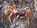 The terrestrial Ketam halloween, Gecarcinus quadratus