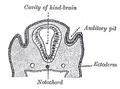 Presjek kroz glavu ljudskog embriona, oko dvanaest dana starog, u regiji zadnjeg mozga