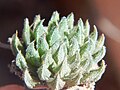 Haworthia pubescens co-occurs with H. herbacea but is very finely "pubescent" (covered in velvety fur).