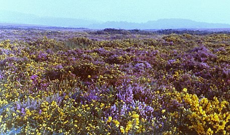 Vriština u Vudberi komonu u Devonu (Engleska), sa uočljivim ljubičastim cvećem Calluna vulgaris i žutim cvećem Ulex gallii