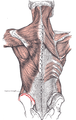 Muscles connecting the upper extremity to the vertebral column. Left iliac crest is labeled in red.
