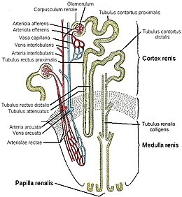 Feinbau der Niere, schematisch