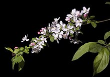 Malus floribunda (Japanese crabapple).jpg