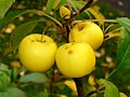 Image 2Malus sylvestris (from List of trees of Great Britain and Ireland)