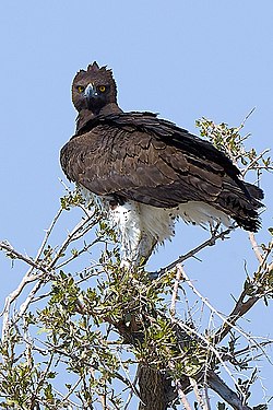 Martial Eagle (Polemaetus bellicosus) near Okaukuejo in Etosha