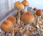 Psilocybe cubensis enthält Psilocybin und Psilocin