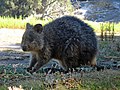 S Quokka isch dr äinzig Verdräter vo dr Gattig Setonix