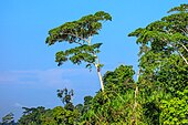 Photographie de la forêt amazonienne en Équateur