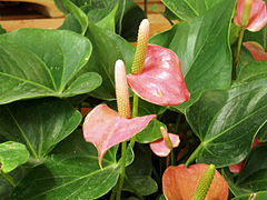 Anthurium