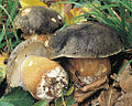 Boletus aereus