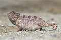 Image 4Namaqua chameleon