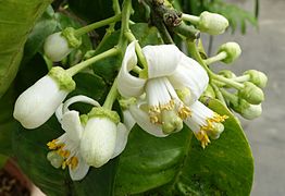 Fleurs de Citrus maxima 'Tahitien'.