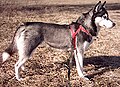 Câine (Canis lupus familiaris)