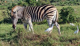 Plains zebra (Equus quagga)