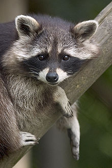 Procyon lotor (raccoon).jpg