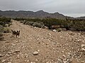 Dog on the Trenchtown Road Hike and Bike Trail in the Franklin Mountains in El Paso, Texas.