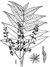 Gravure ancienne en noir et blanc de feuilles, fleurs et samares.