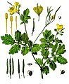 Chelidonium majus L.