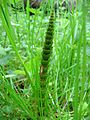 Equisetum telmateia