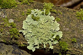 Flavoparmelia caperata (Lichinomycetes)