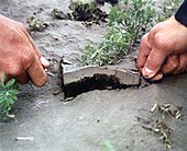 Vrstva tefry po erupci americké Mount St. Helens (1980)