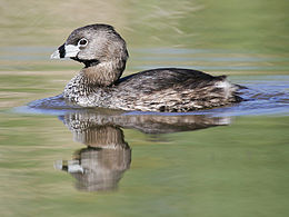 Gyűrűscsőrű vöcsök(Podilymbus podiceps)