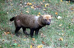 En skovhund i Prags zoo. Photo by R.Schmode.