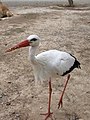 a stork