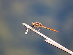 Heidelibelle Sympetrum im Düdinger Moos