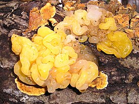 Tremella aurantia паразитирует на Stereum hirsutum.