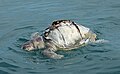 Floating in the Arabian Sea, possibly killed by a boat propeller