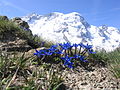 Breithorn amb una genciana al davant