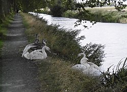 Cygnes.