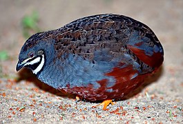 Die Zwergwachtel (Coturnix chinensis) ist der kleinste Vertreter der Fasanenartigen