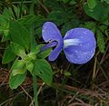 Achetaria azurea