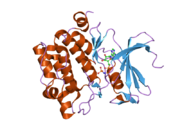 1yxt: Crystal Structure of Kinase Pim1 in complex with AMPPNP