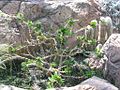 Pachypodium saundersii