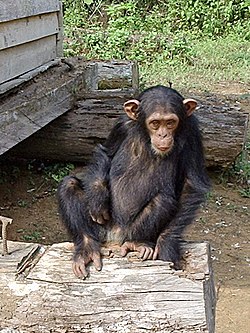 Шимпанзе звичайний в Камеруні