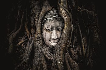 Tête d'une statue de Bouddha emprisonnée dans les racines d'un figuier des pagodes (Ficus religiosa), dans les ruines de l'ancienne ville d'Ayutthaya (Thaïlande). (définition réelle 4 896 × 3 264)