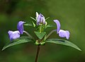 Achetaria azurea